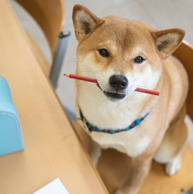 Shiba Inu sitzt mit Stift im Maul auf Stuhl am Schreibtisch