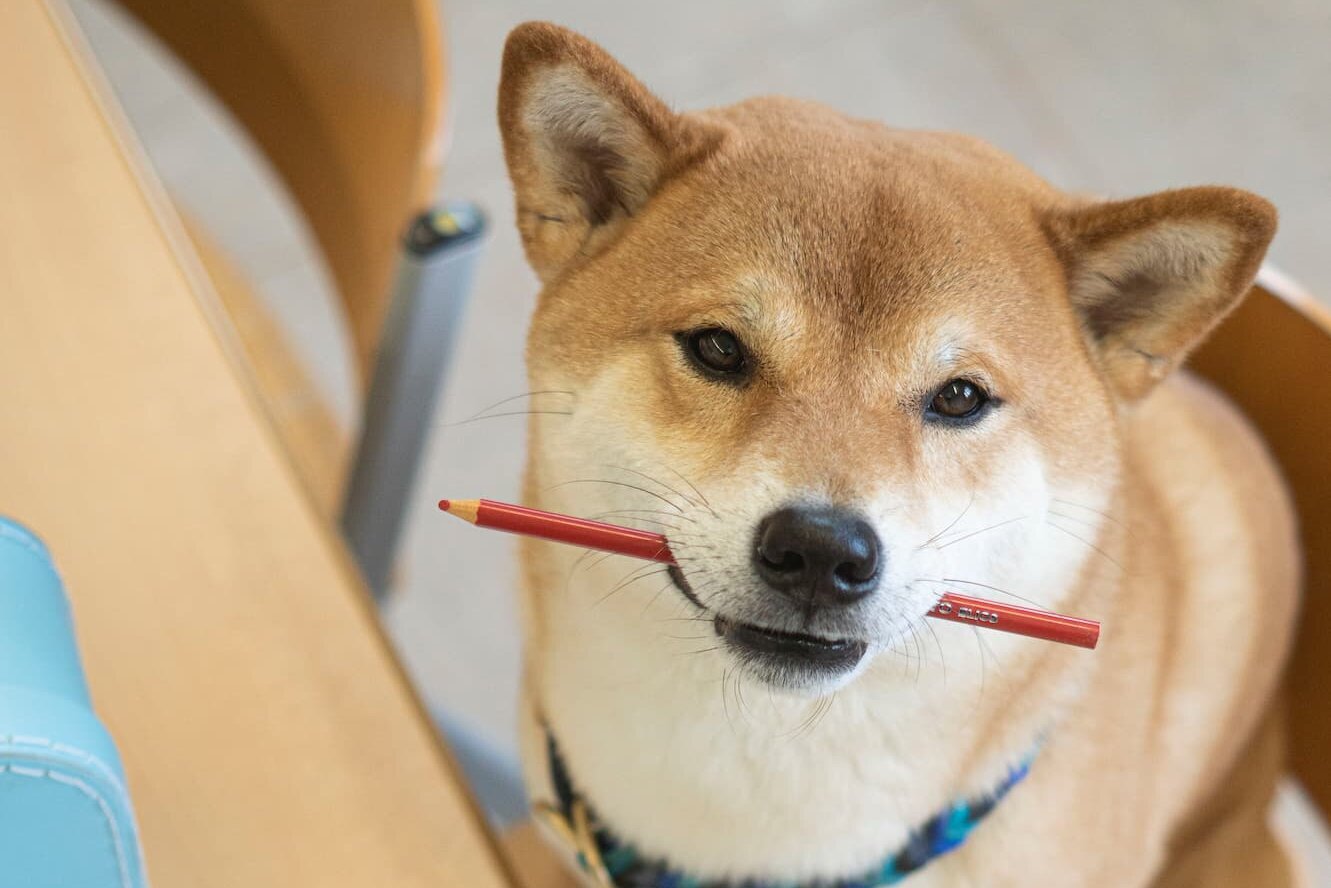 Shiba Inu sitzt mit Stift im Maul auf Stuhl am Schreibtisch