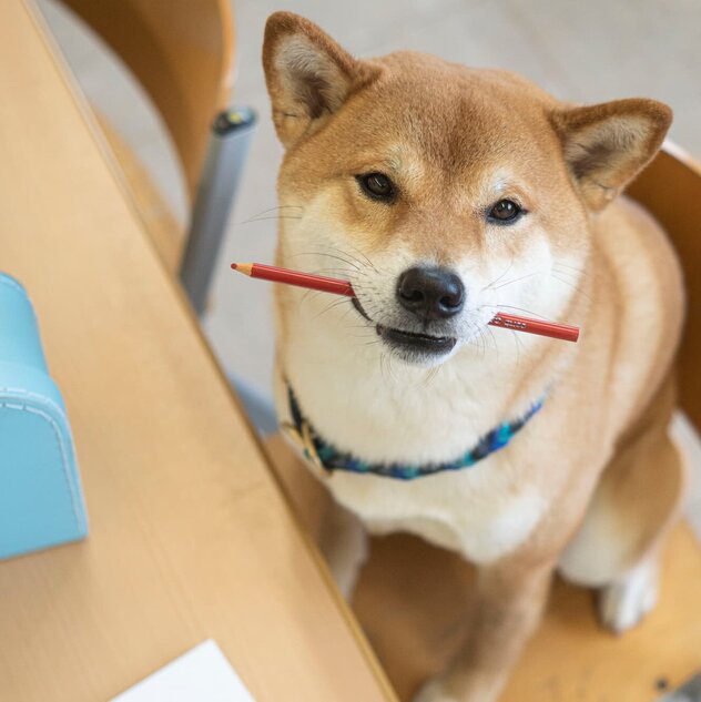 Shiba Inu sitzt mit Stift im Maul auf Stuhl am Schreibtisch