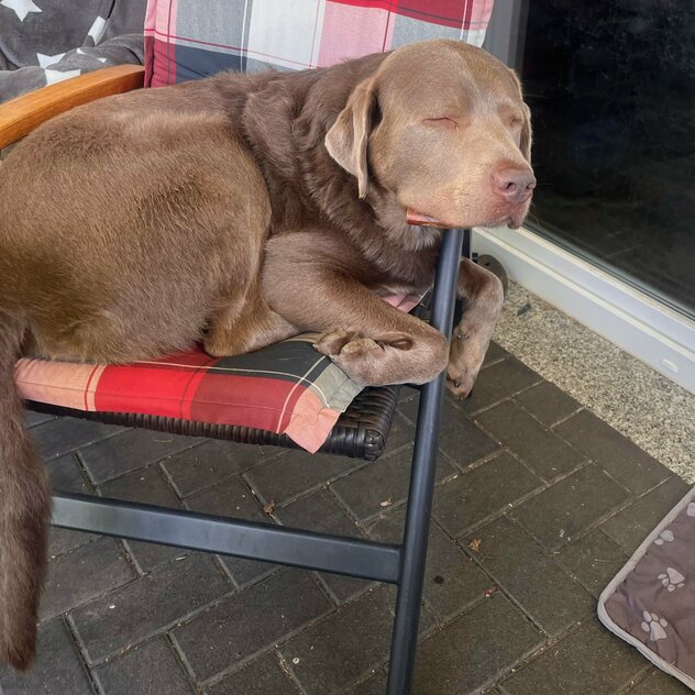 silberner Labrador schläft im Gartenstuhl