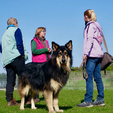 Einzeltraining: Ein großer Hund schaut in die Kamera, hinter ihm sprechen drei Frauen miteinander.