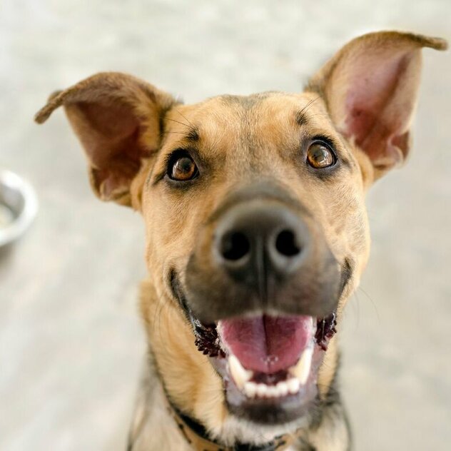 hellbrauner Hund blickt in die Kamera