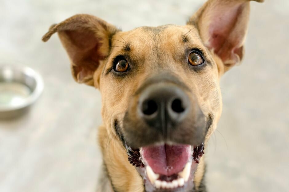 hellbrauner Hund blickt in die Kamera