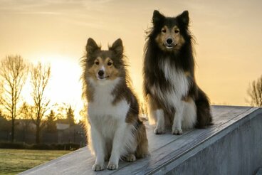 zwei Shelties sitzen auf kleiner Mauer
