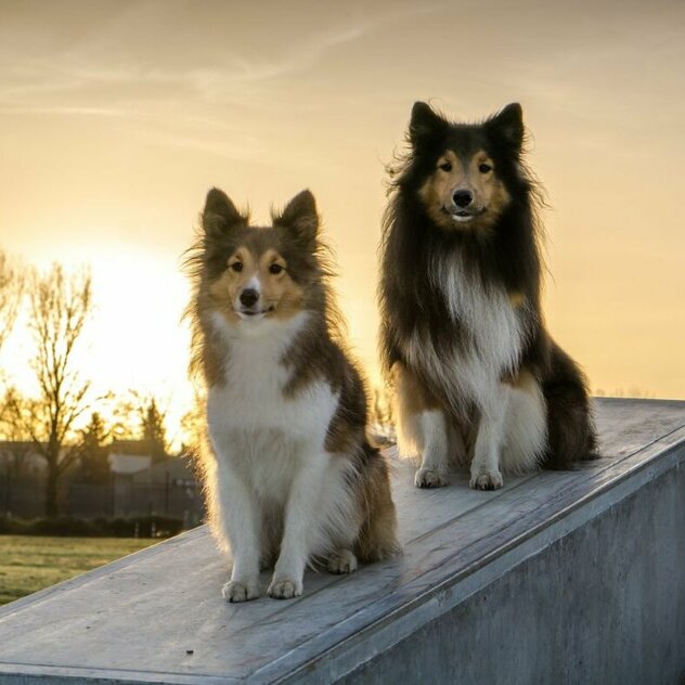 zwei Shelties sitzen auf kleiner Mauer