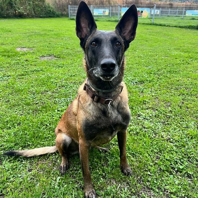Belgischer Schäferhund sitzt in der Wiese