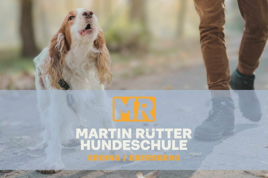 Hund bellt an der Leine Hund an der Leine und bellt aggressiv nach vorne