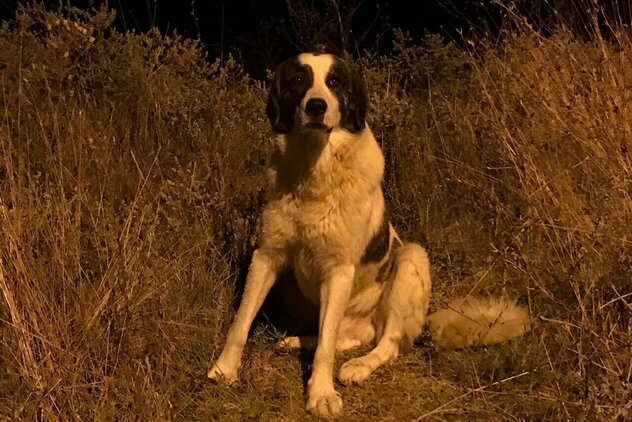 Herdenschutzhund im Dunkeln hat Angst vor Menschen