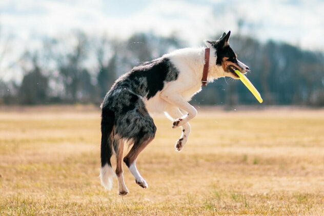 Hund fängt Frisbee in der Luft