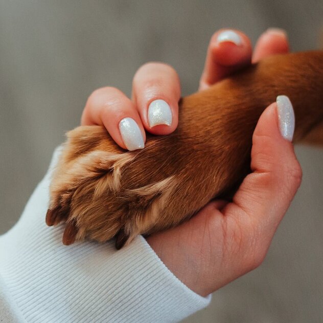 Hund und Halter beim Training im Basis Kurs Leipzig – Aufbau von Grundsignalen und Impulskontrolle