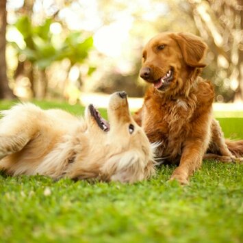 zwei Golden Retriever spielen am Boden miteinander