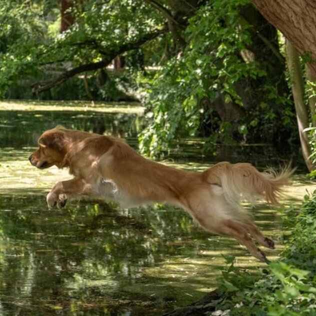 Walk in Water Hundetraining – Martin Rütter Hundeschule Esslingen/Nürtingen – Voller Einsatz im Sommer-Workout Ein brauner Hund springt dynamisch von einer bewachsenen Böschung in ein Gewässer.
