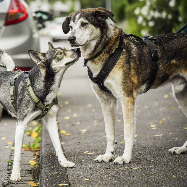 Hunde beschnuppern sich