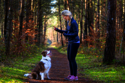 Grundsignale Training für Hunde – Sitz und Bleib unter Ablenkung