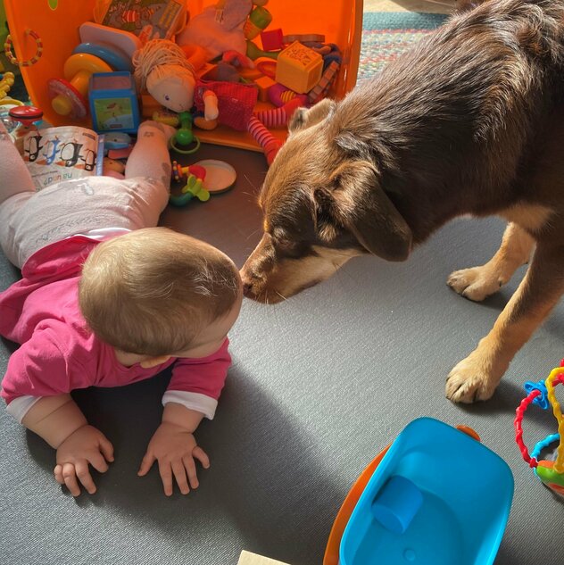 Austalian Shepherd-Mix mit Baby