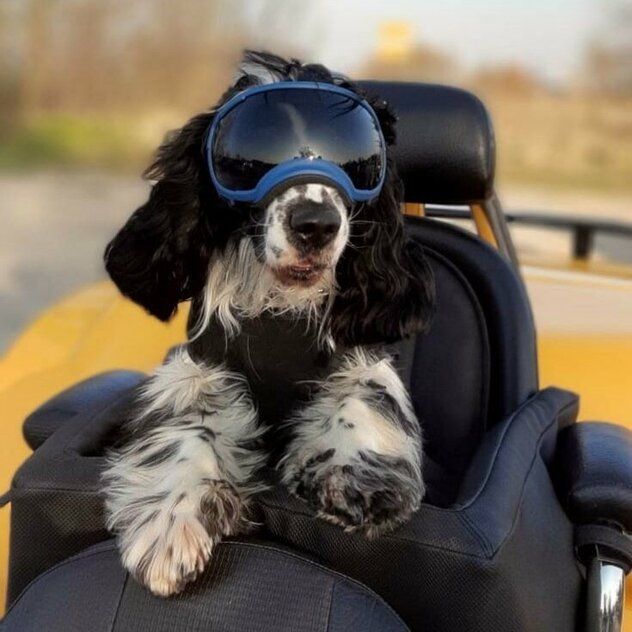 Cocker Spaniel mit Brille auf Trike