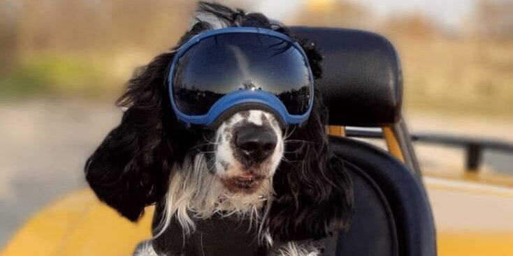 Cocker Spaniel mit Brille auf Trike