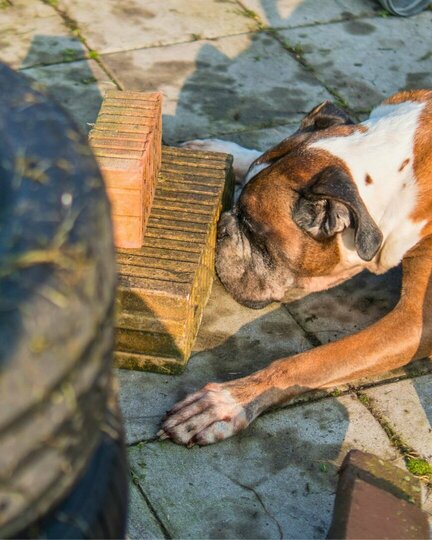 Nasenarbeit die Suche nach kleinsten gegenständen Hund bei der Nasenarbeit