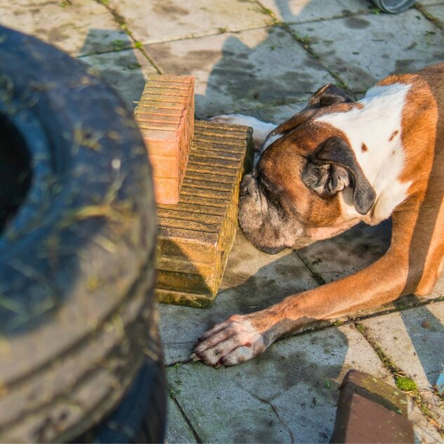 Hund bei der Nasenarbeit