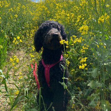 Hundeschule in Riesa und Meißen