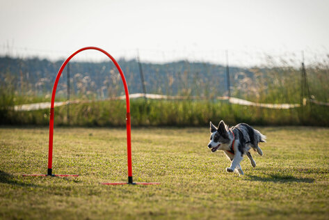 Border Collie läuft auf Hoop zu
