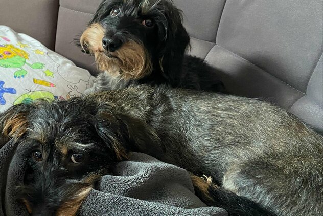 zwei_Dackel_auf_dem_Sofa.jpg zwei Dackel auf dem Sofa