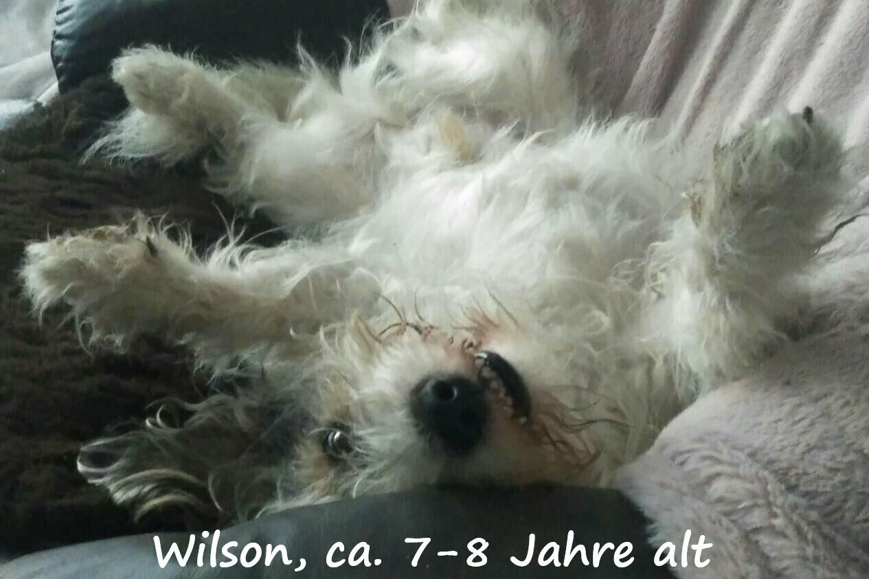 auf Rücken liegender Hund auf Couch