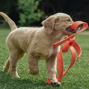 Golden Retriever Welpe apportiert Spielzeug.