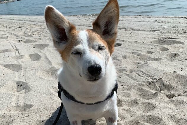 Hund-braun-weiß-am-Strand-mit-grossen-Ohren.jpg Hund braun weiß am Strand mit grossen Ohren