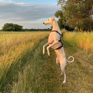 Wegen Wildsichtung aufrecht stehende Galga Espanol am Feld