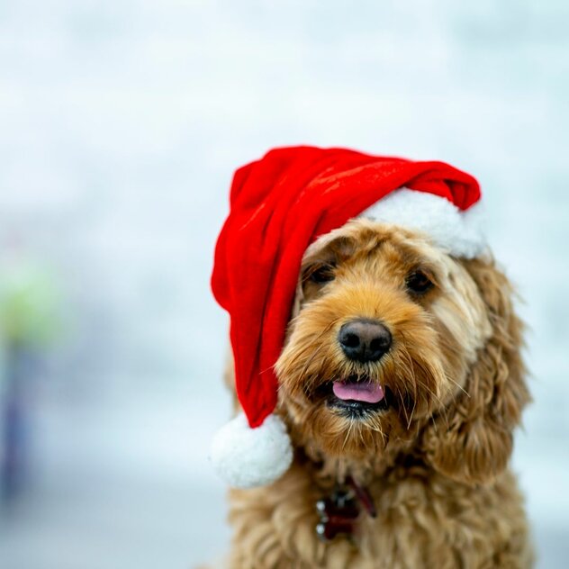 Erfurter Hundeweihnachtsmarkt