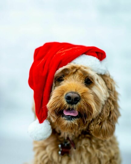 Erfurter Hundeweihnachtsmarkt Erfurter Hundeweihnachtsmarkt