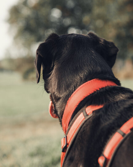 Hund schaut in die Ferne