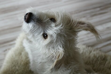 Terrier-Mix schaut in die Kamera