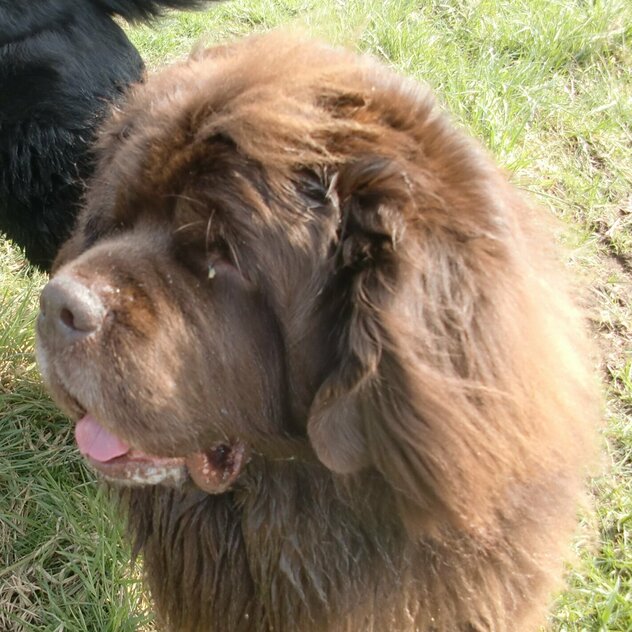 brauner Neufundländer