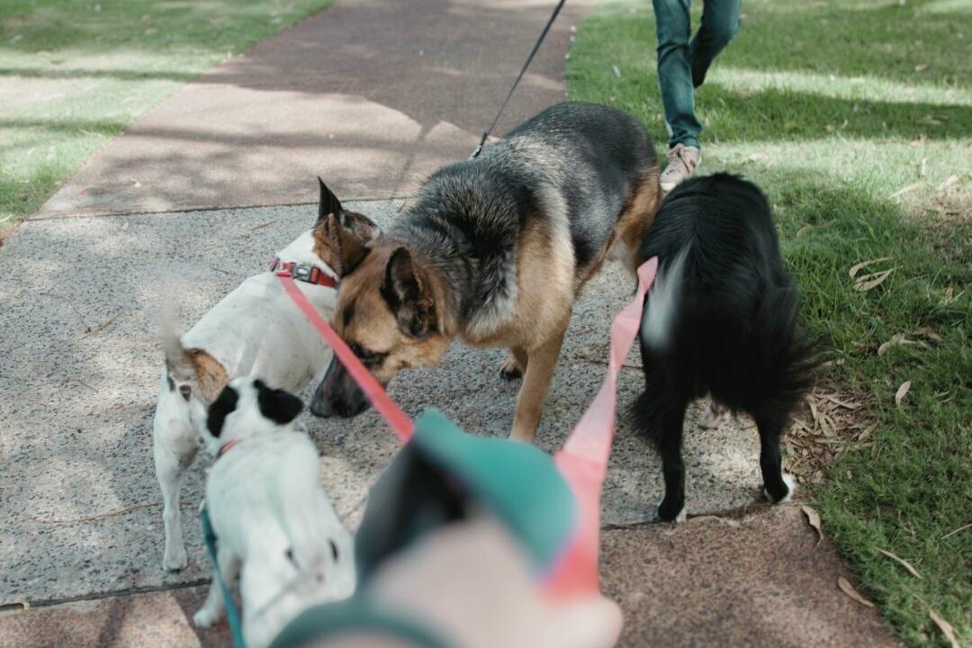 drei Hunde an der Leine treffen aufeinander