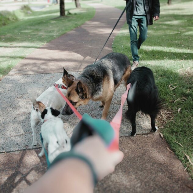 drei Hunde an der Leine treffen aufeinander