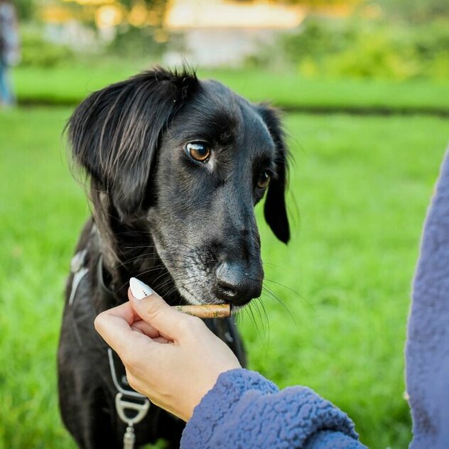 ein schwarzer Hund bekommt ein Leckerli