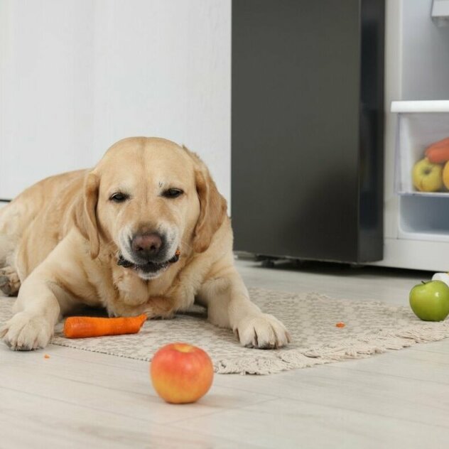 Blonder Labrador frisst Obst und Gemüse