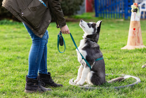 Ein Husky Junghund sitzt in einem Reifen vor seinem Halter.