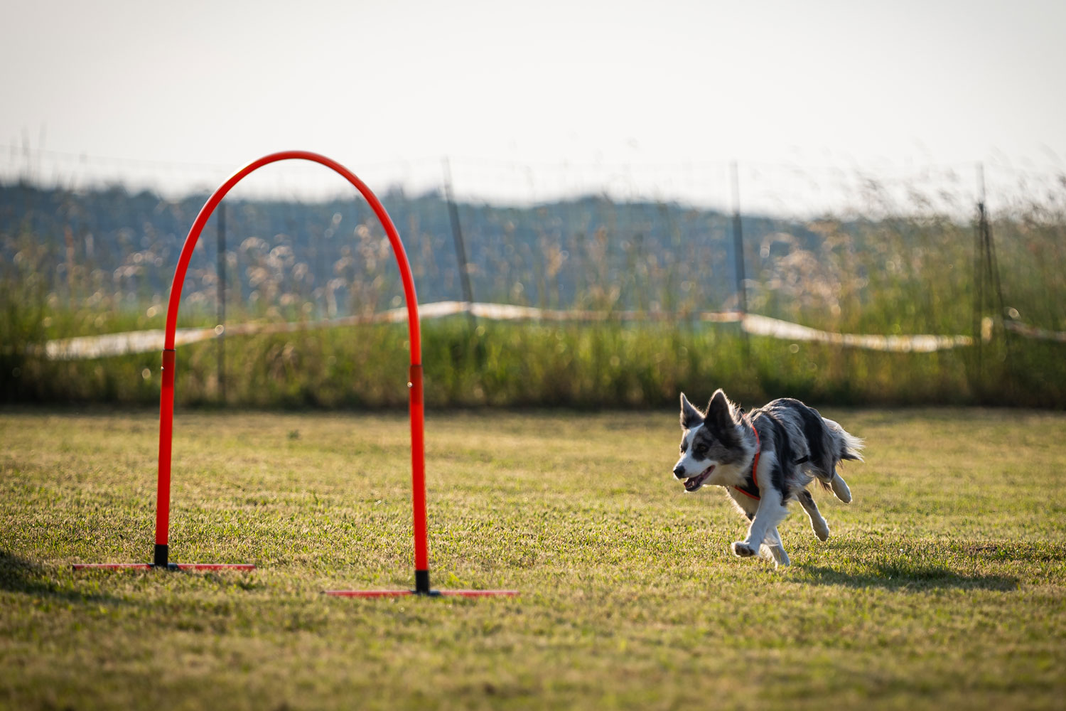 Border Collie läuft auf Hoop zu