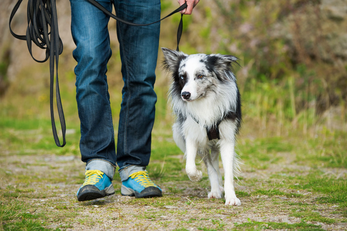 Ein Australian Shepherd geht bei Fuß mit seinem Halter.