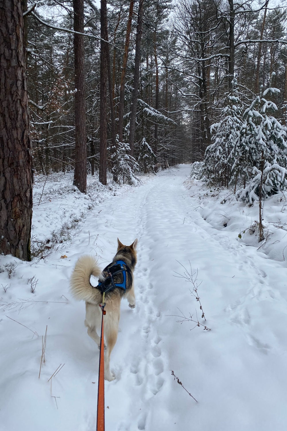 Husky mit Zuggeschirr läuft durch den Schnee