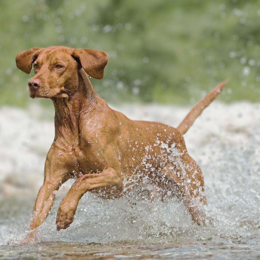 pferd trockenfutter hund Trockenfutter fr Hunde mit Pferd