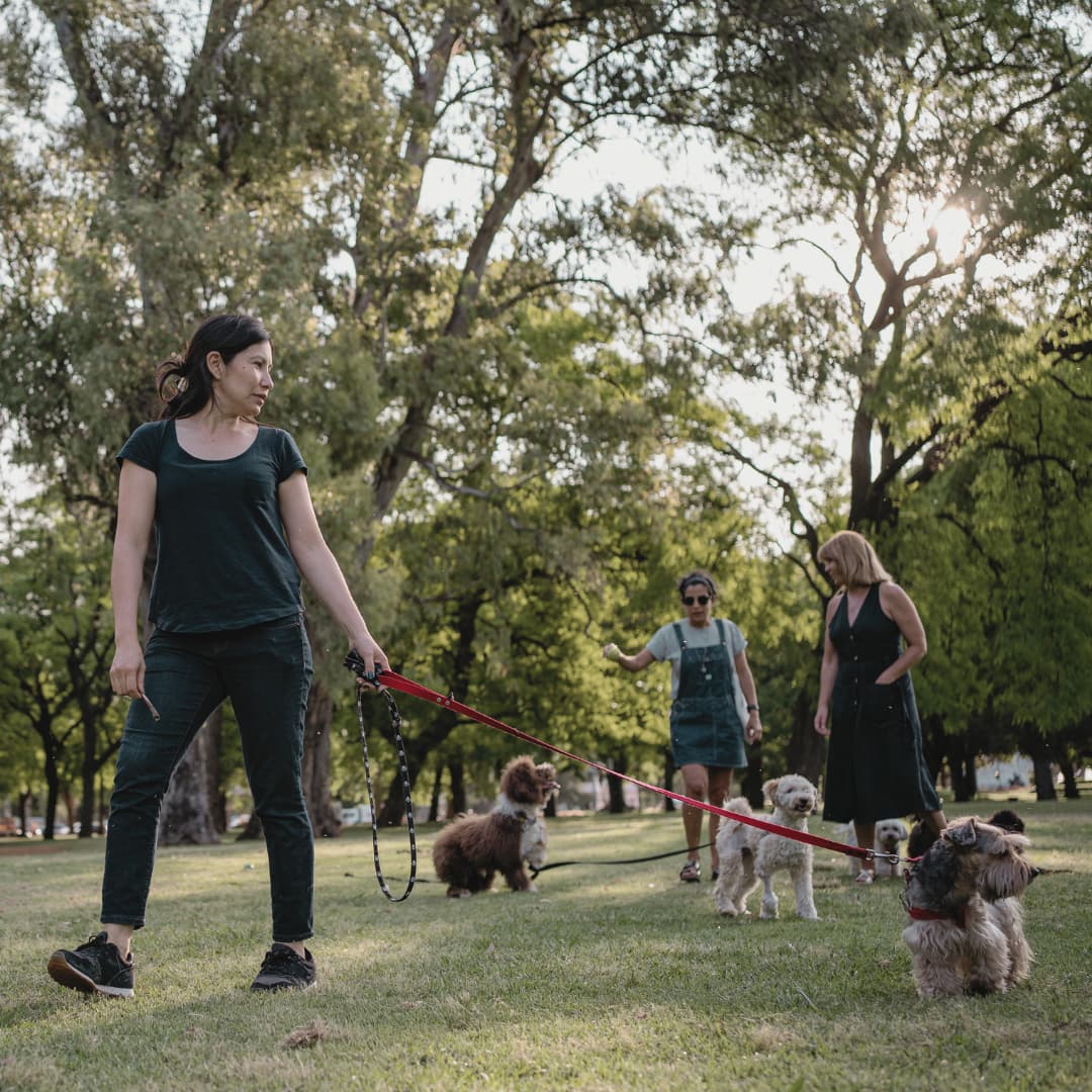 pet boarding đà nẵng