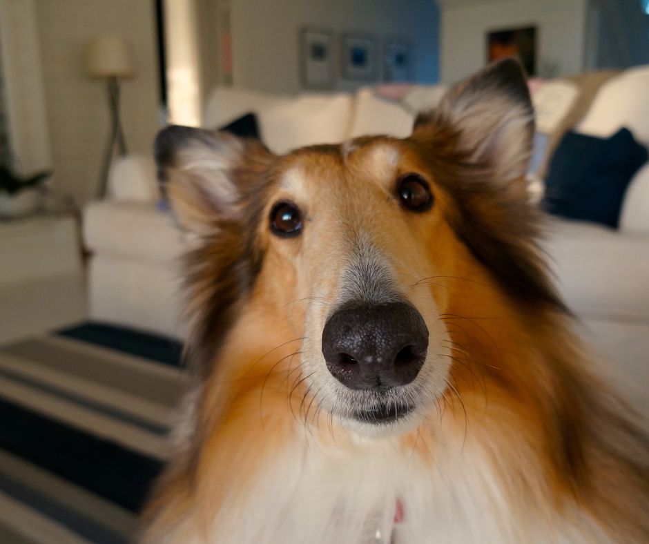 Collie im Haus