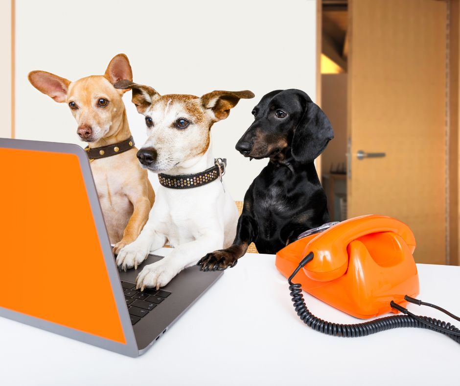 Kleine Hunde vor dem Laptop