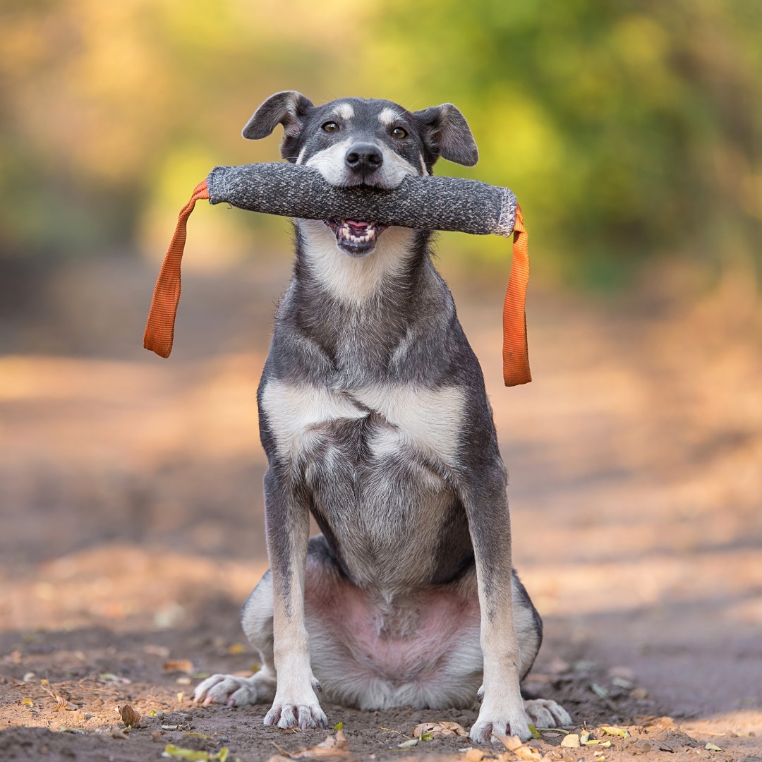 Alltagstraining für Hunde in Leipzig in kleiner Gruppe