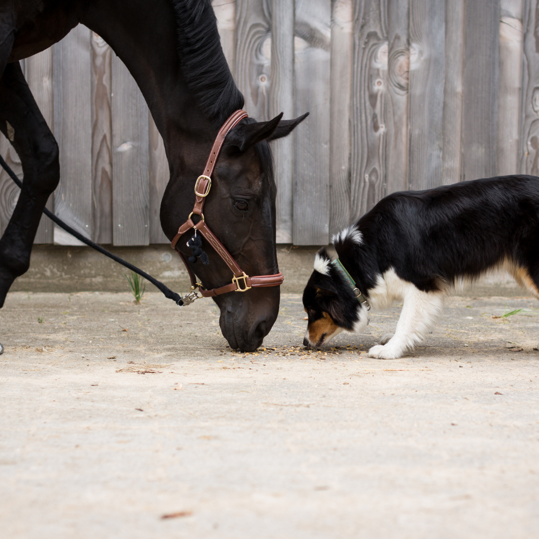Training mit Hund und Pferd Hund und Pferd stehen ruhig nebeneinander beim gemeinsamen Training im Freien