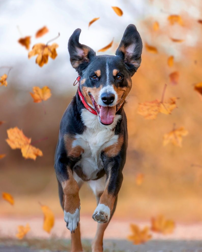 Rückrufkurs für Hunde in Leipzig Hund läuft beim Rückruftraining zu seiner Halterin